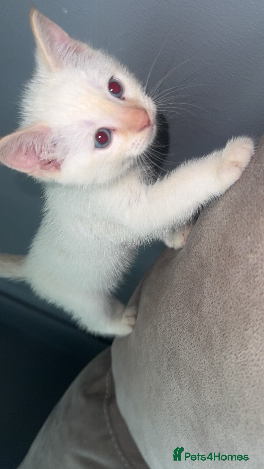 Siamese cats for sale: Siamese flame point kitten  in Bridgend - Advert 3