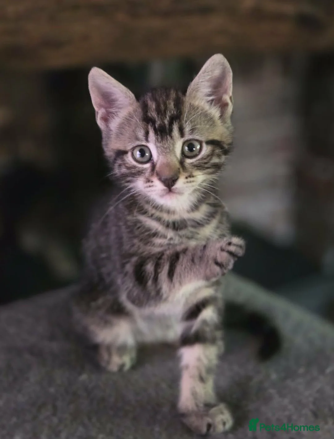 Mixed Breed cats for sale: 2 Female Tabbys in Ipswich - Advert 3