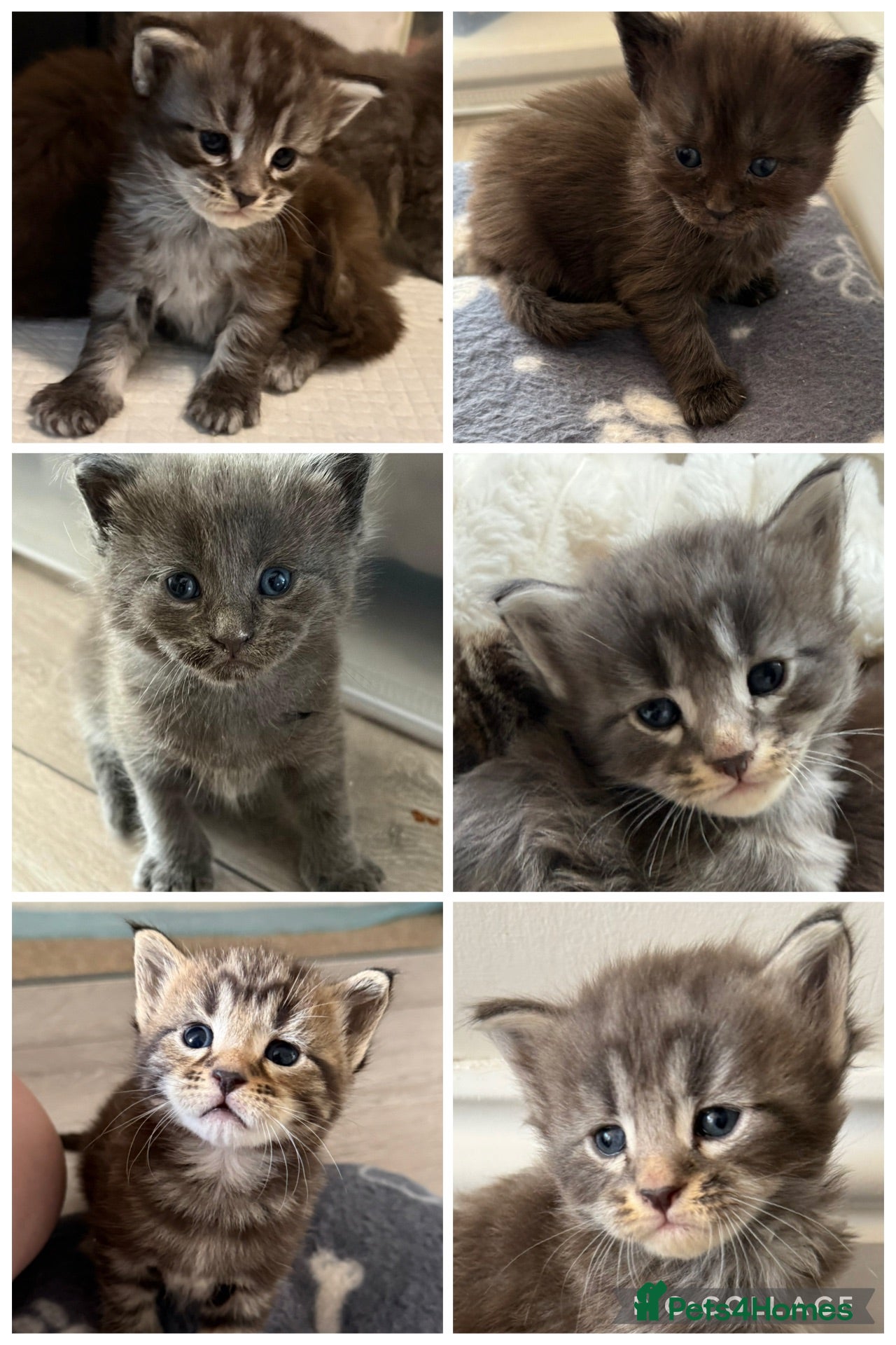 Maine Coon cats Beautiful Maine Coon kittens purebred  - Advert 17