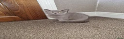 British Shorthair cats for sale: Pure British Shorthair Kitten - Advert 5