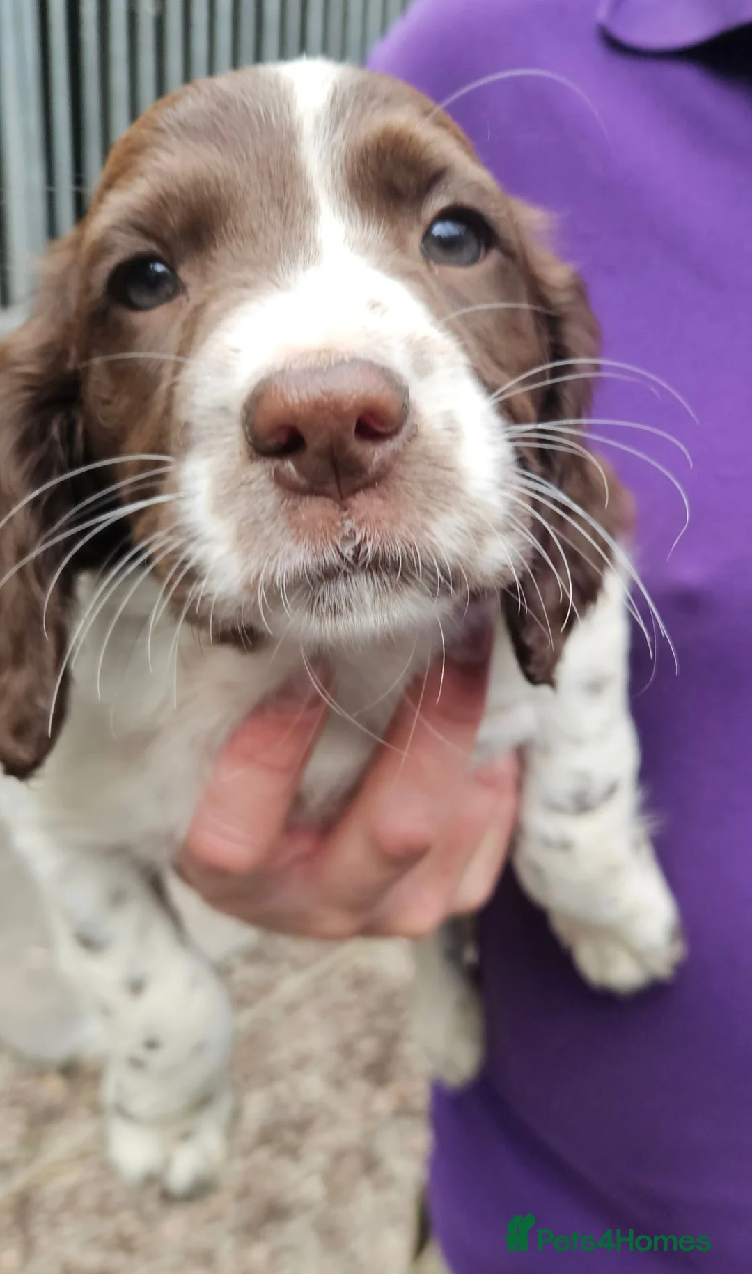 English Springer Spaniel dogs for sale: Last 2 english springer spaniel girls READY NOW - Advert 2
