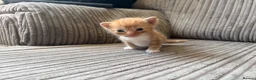 Mixed Breed cats for sale: Half ragdoll kittens  - Advert 35
