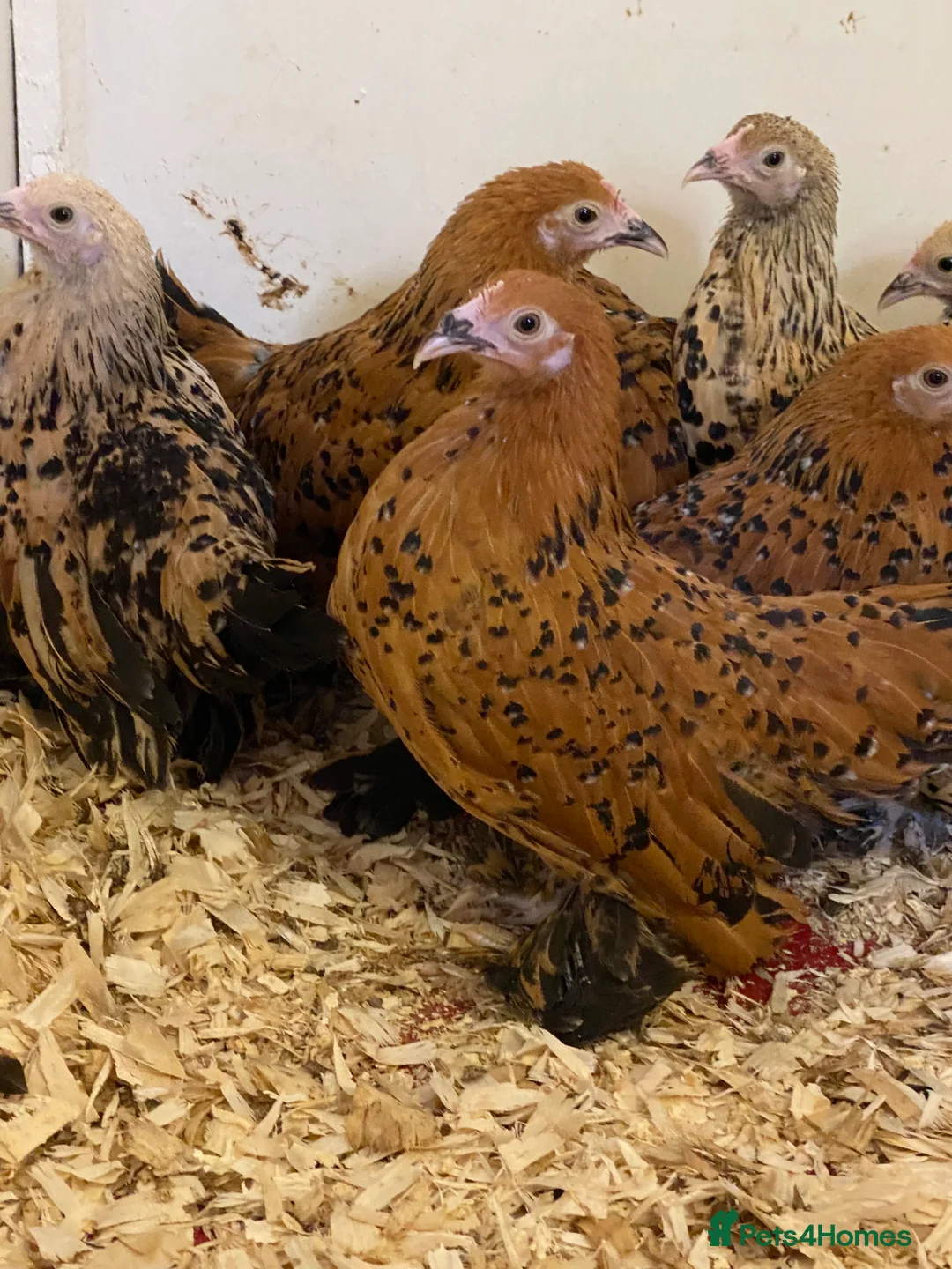 Chickens poultry for sale: Female bantams- Silkies, Polish, Pekins and Booted - Advert 6