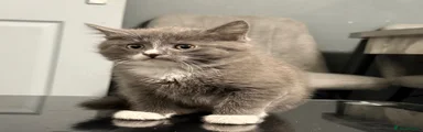 Maine Coon 2