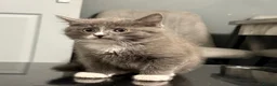Maine Coon cats for sale: Maine Coon x British shorthair  - Advert 4