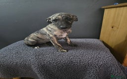 Whippet dogs for sale: ✅️ Ready to leave - KC whippets 🧡 - Image 13