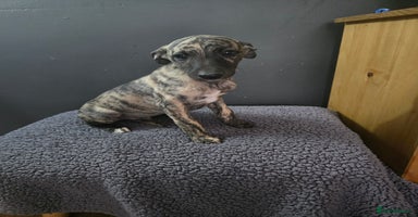 Whippet dogs - Advert 9