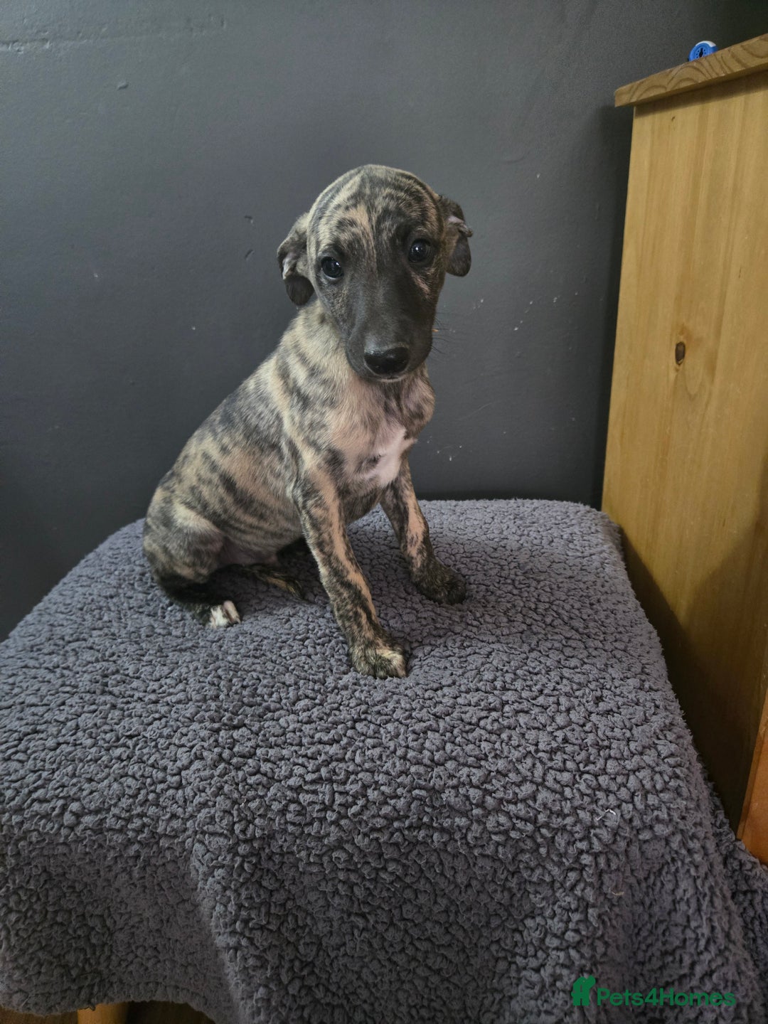 Whippet dogs for sale: ✅️ Ready to leave - KC whippets 🧡 - Image 13