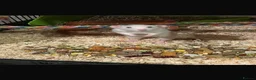 Rat rodents for sale: 6 lovely girls in need of home  - Advert 7