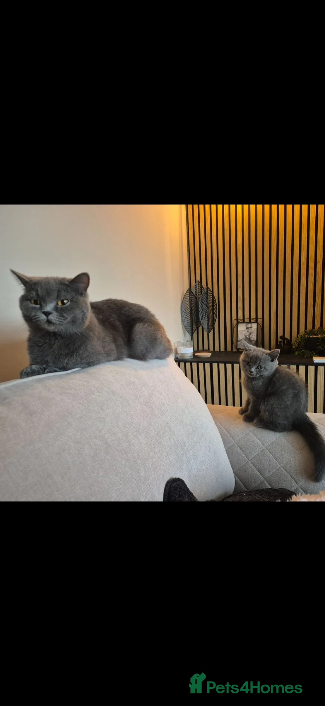 British Shorthair cats for sale: Grey chunky fluffy British short-hair kitten  in Barnsley - Advert 2
