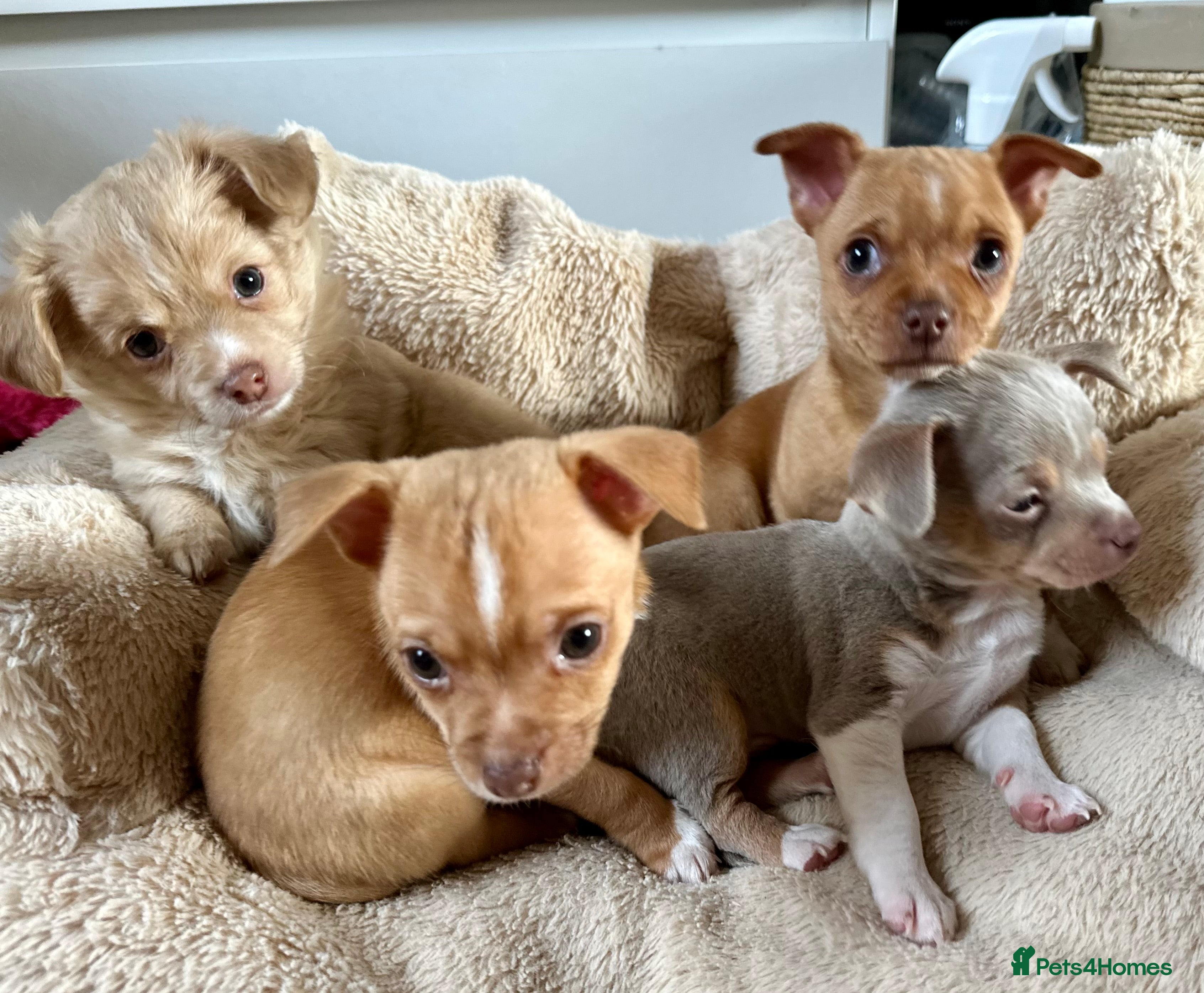 Chihuahua dogs 3 gorgeous pedigree puppies  - Advert 1