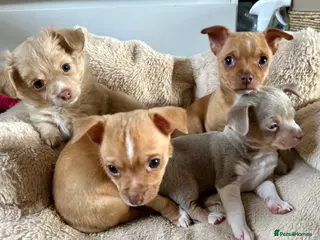 Chihuahua dogs 3 gorgeous pedigree puppies - Advert 4