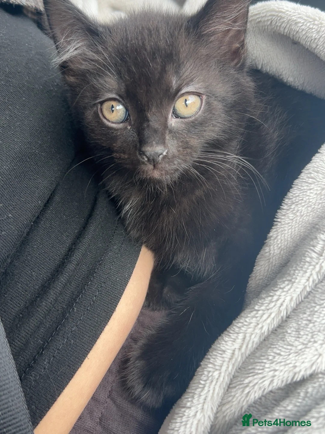Mixed Breed cats for sale: Black male kitten.  in Rotherham - Advert 1
