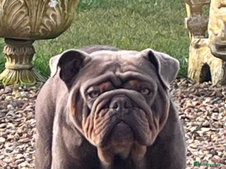 English Bulldog dogs for stud in Kettering - Advert 1