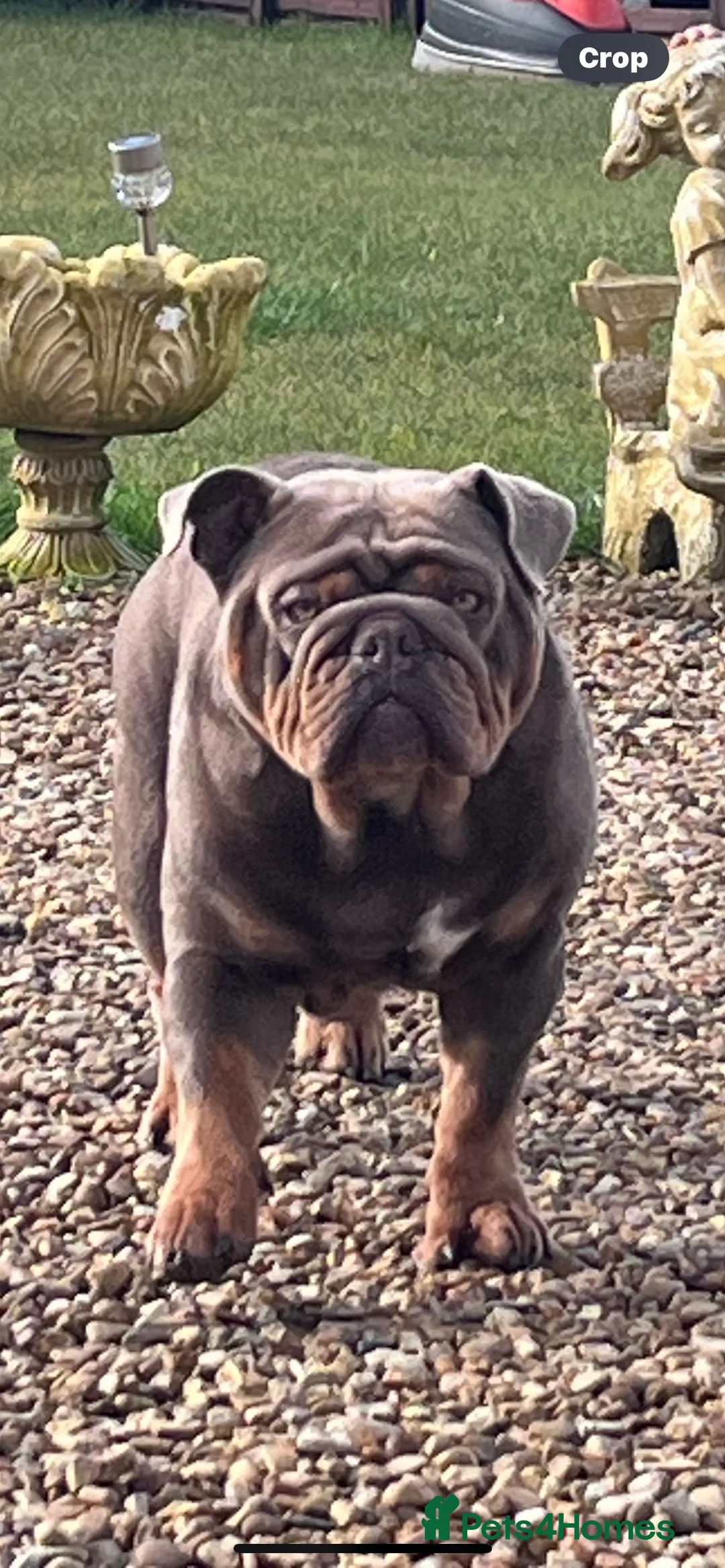 English Bulldog dogs for stud: 🔅CASH🔅 English Bulldog Stud in Kettering - Advert 1