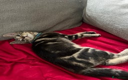 Mixed Breed cats for sale: Two beautiful brothers needing a forever home  - Image 10