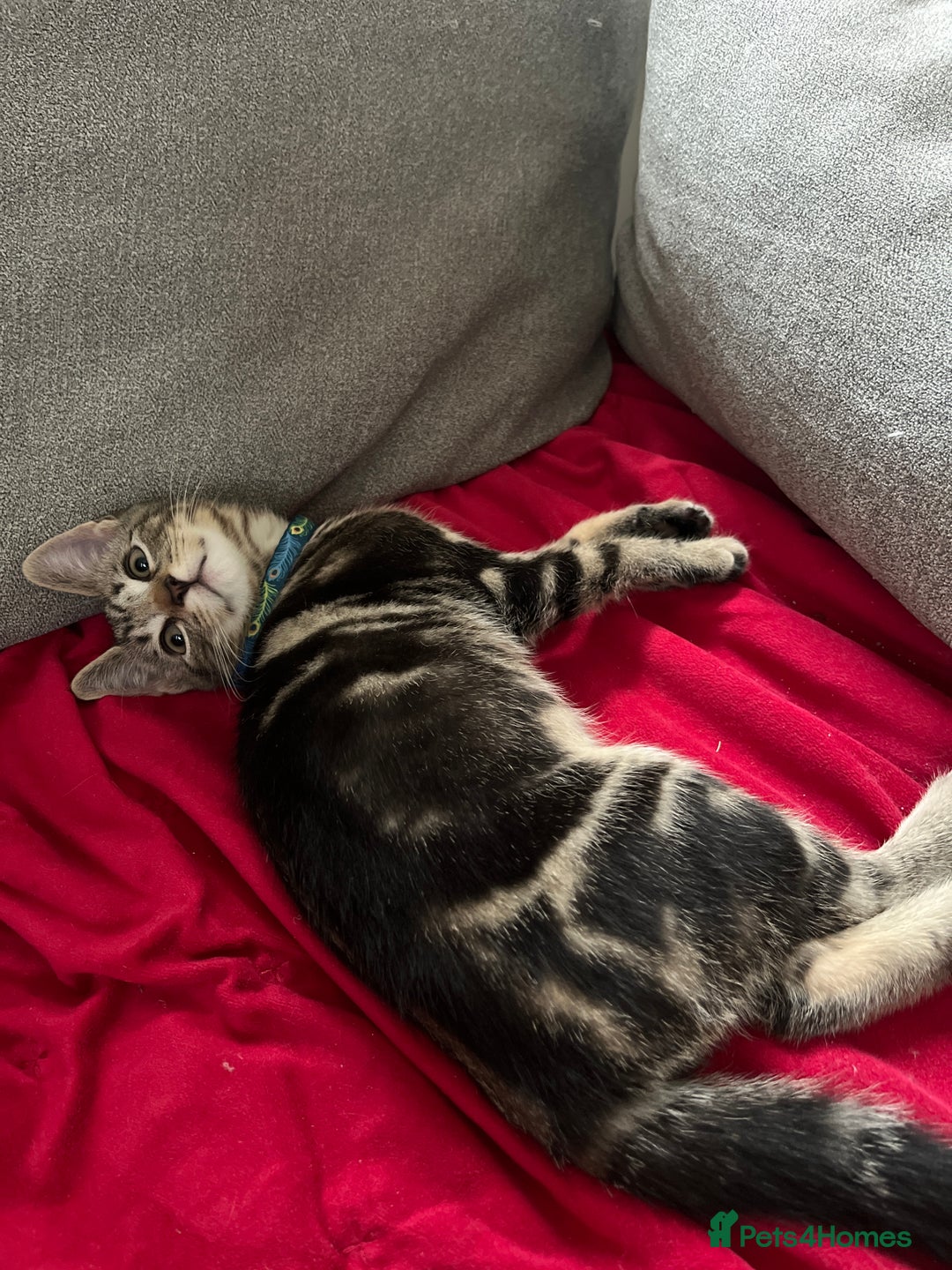 Mixed Breed cats for sale: Two beautiful brothers needing a forever home  - Image 10