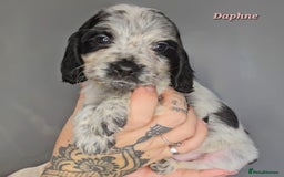 Cocker Spaniel dogs for sale: Exceptional Pedigree Show Type English Cockers  - Image 32