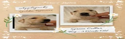 Golden Retriever dogs for sale: Quality Golden Retriever Puppies - Advert 14