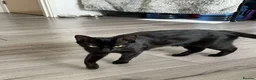 Mixed Breed cats for sale: Loving black cat called midnight ❤️ in London - Advert 8