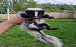 Mixed Breed rodents for sale: 2 FEMALE B&W SKUNK KITS RE AVAILABLE READY NOW! - Image 1
