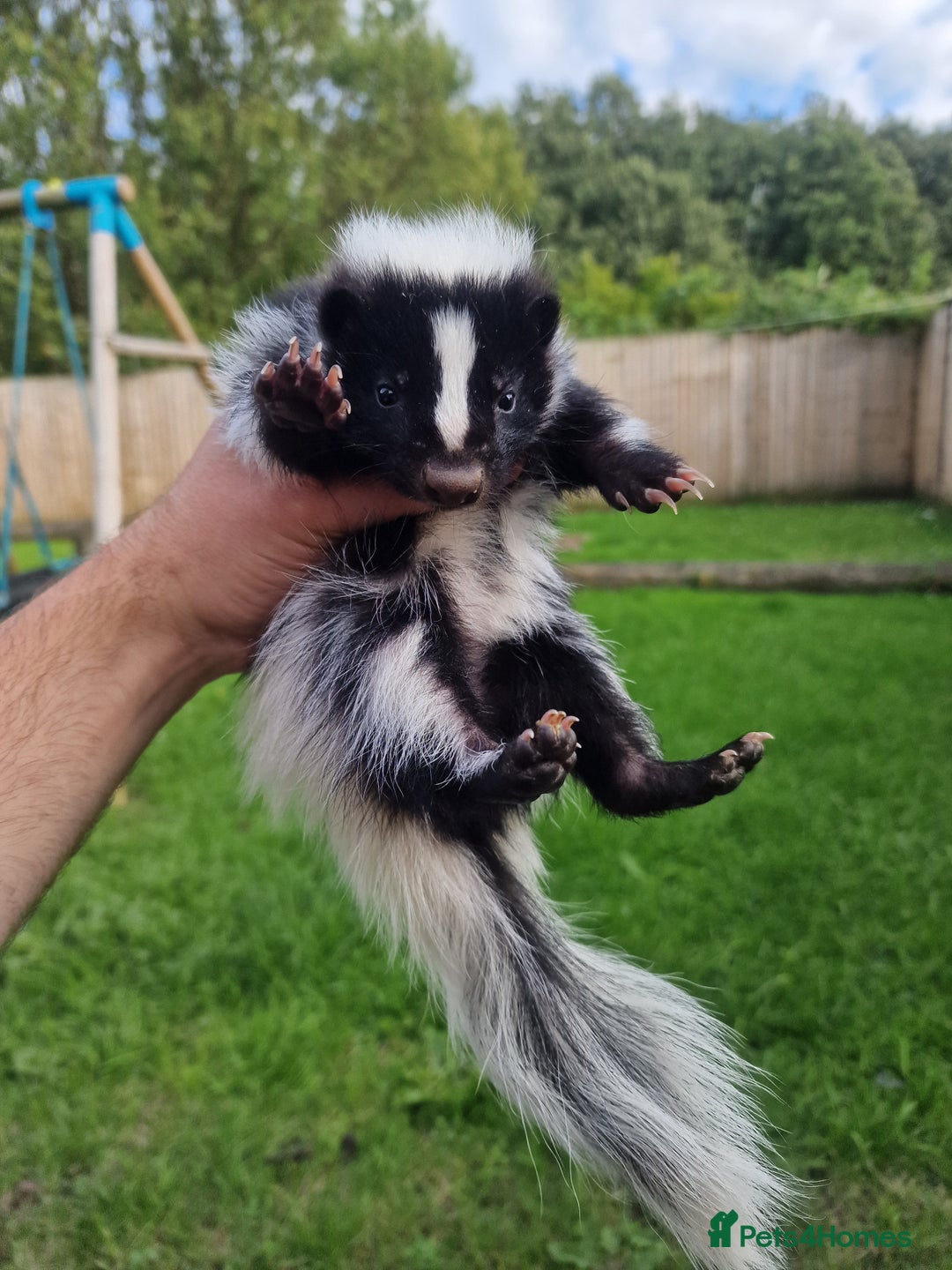 Mixed Breed rodents for sale: 2 FEMALE B&W SKUNK KITS RE AVAILABLE READY NOW! - Image 1