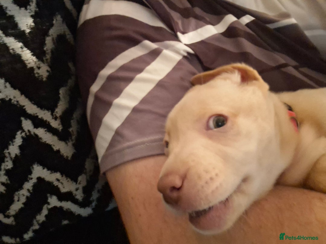 Labrador Retriever dogs for sale: Labrador puppies - Advert 22