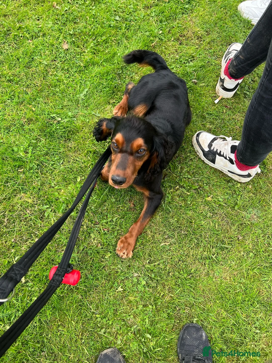 Cocker Spaniel dogs for stud: KC REGISTERED COCKER SPANIEL STUD in Worcester - Advert 6