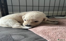 Golden Retriever dogs for sale: Quality KC golden retriever puppies  - Image 26