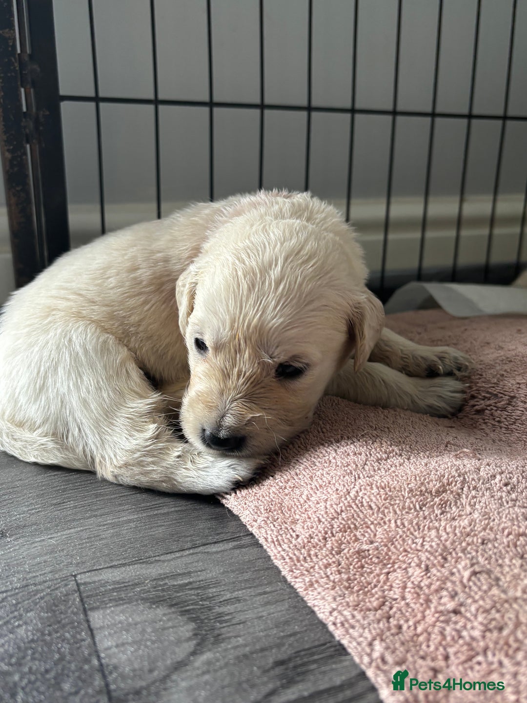 Golden Retriever dogs for sale: Quality KC golden retriever puppies  - Image 26