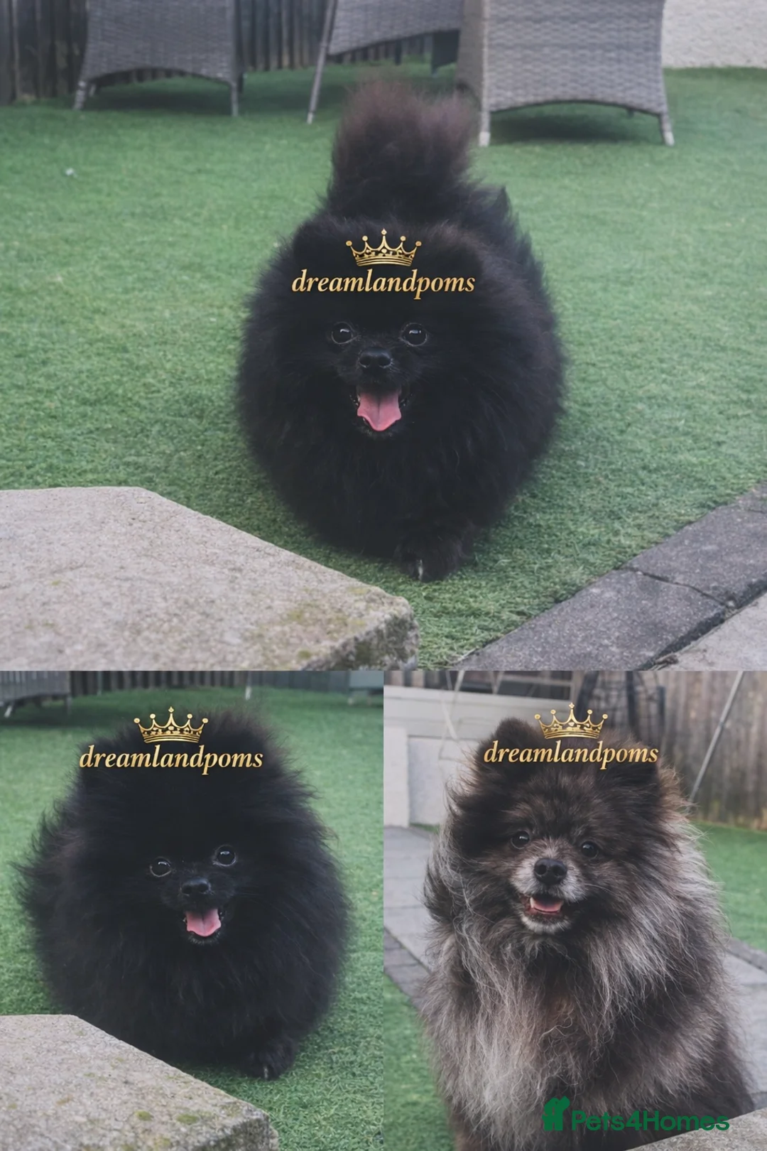 Pomeranian dogs for stud: top quality 5kg/3kgstud!chocolatemerle&fullblack🔥 - Advert 1