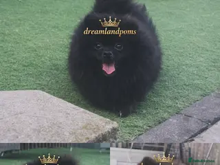 Pomeranian dogs top quality 5kg/3kgstud!chocolatemerle&fullblack🔥 - Advert 8