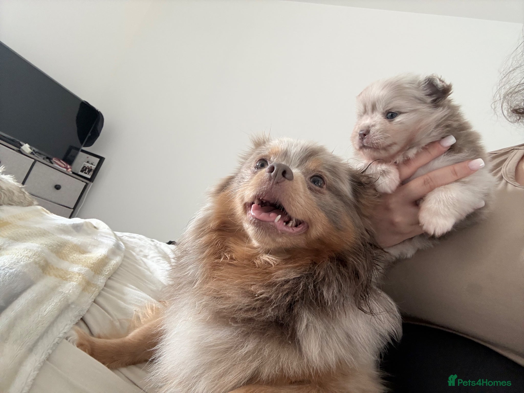 Pomeranian dogs Beautiful white and lilac female Pomeranian  - Advert 2