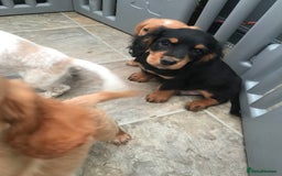 Sprocker dogs for sale: Sprocker pups  - Image 17