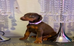 Dobermann dogs for sale: Gorgeous Eu**an Dobermann Puppies - Image 4