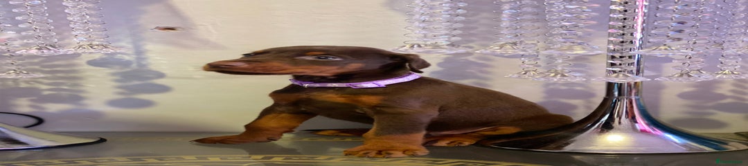 Dobermann Puppy 6