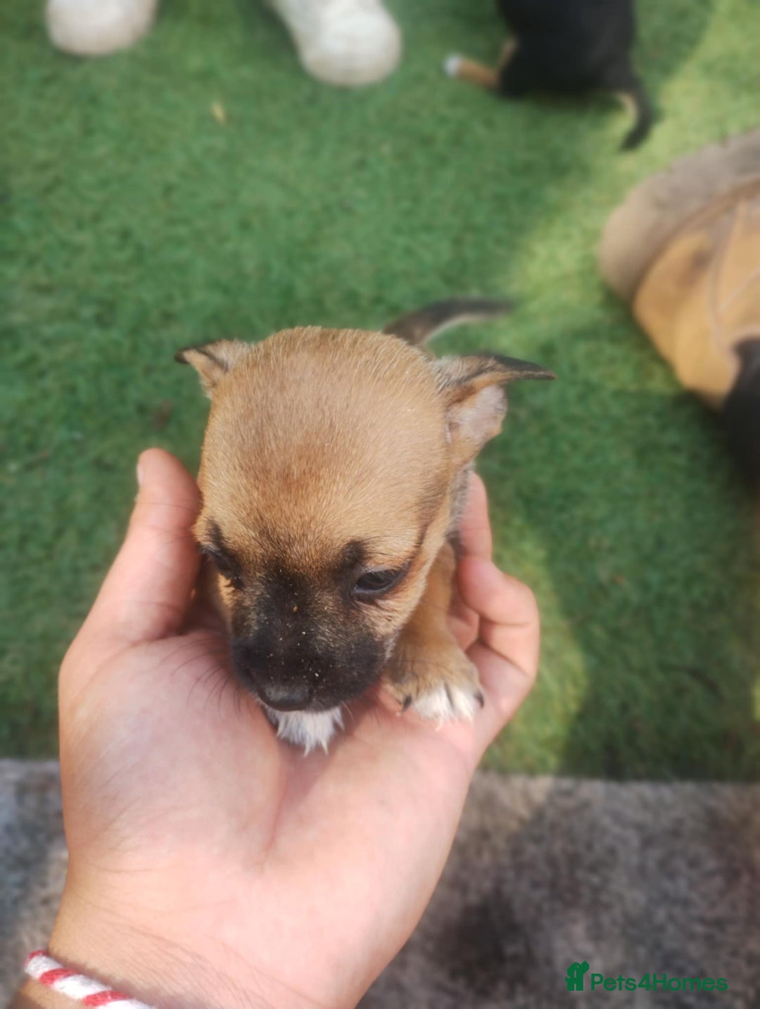 Jack Russell dogs for sale: Tradisional Jack russles  - Image 11