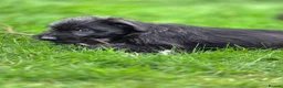 Lurcher dogs for sale: Deerhound Greyhound Collie/Bedlington  - Advert 6