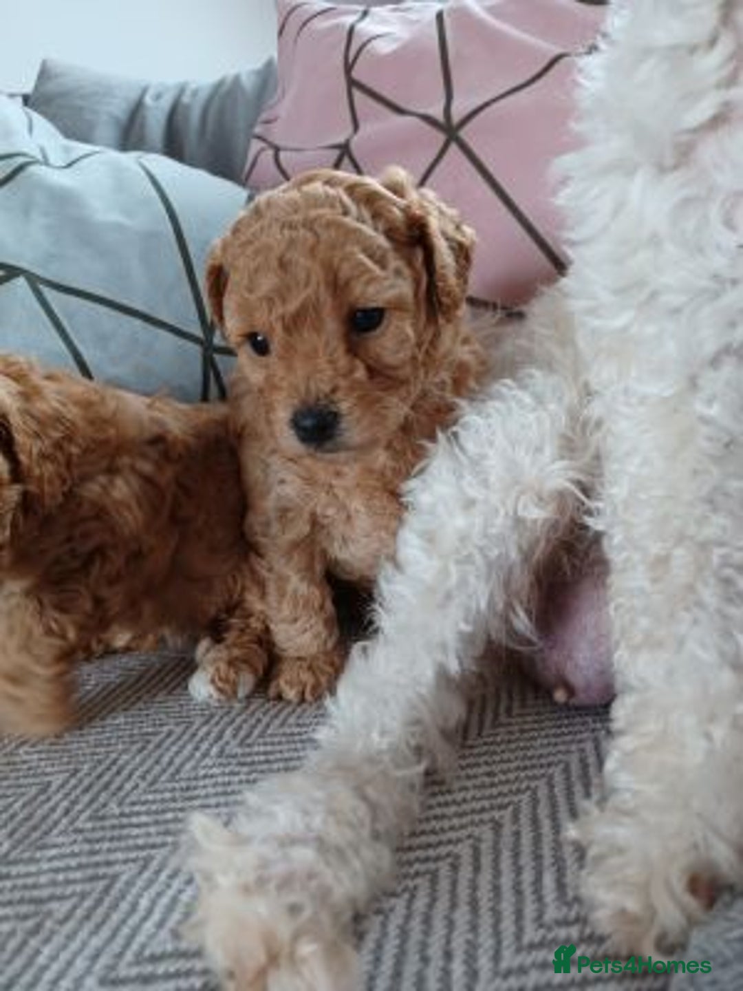 Maltipoo dogs for sale: Maltipoo puppies for sale  - Image 2