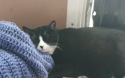 Mixed Breed cats for sale: Black and white loving girl cat 💗 - Image 2