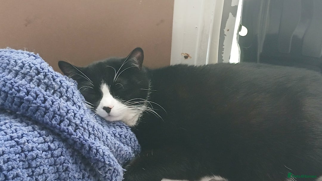 Mixed Breed cats for sale: Black and white loving girl cat 💗 - Image 2