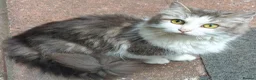 Mixed Breed cats for sale: Lovely & Playful Kittens looking for a New home!  - Advert 2