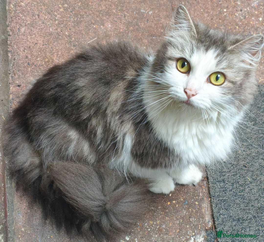 Mixed Breed cats for sale: Lovely & Playful Kittens looking for a New home!  - Advert 2