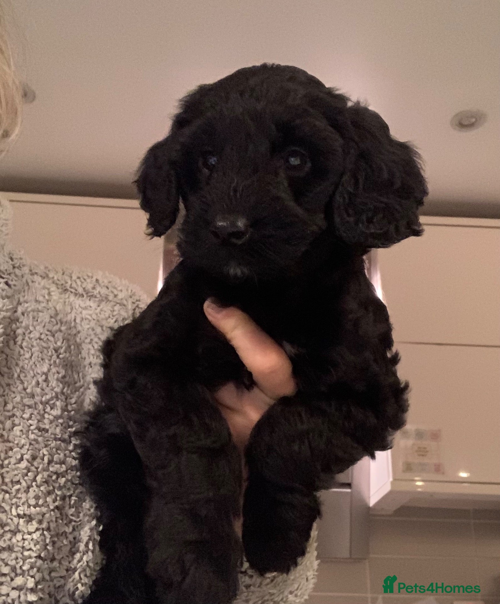 Sproodle dogs for sale: LAST ONE!  Beautiful F2 Springer-Poodle Cross Pups - Advert 12