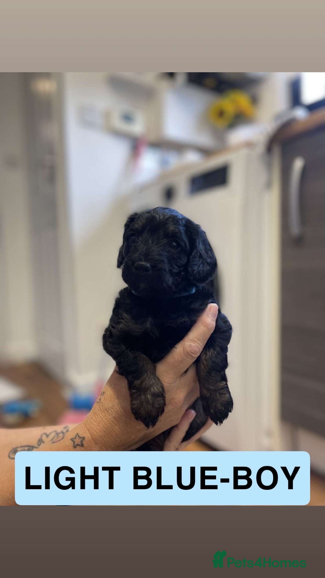 Cockapoo dogs for sale: Beautiful F1B Cockerpoos🐶 - Image 11