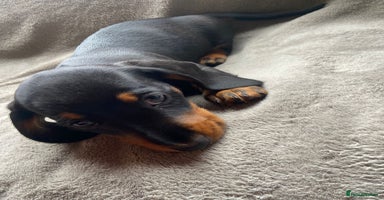 Dachshund dogs - Advert 3
