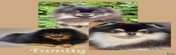 Pomeranian dogs for sale: Luxury Pomeranian Puppies for sale!!! - Advert 14