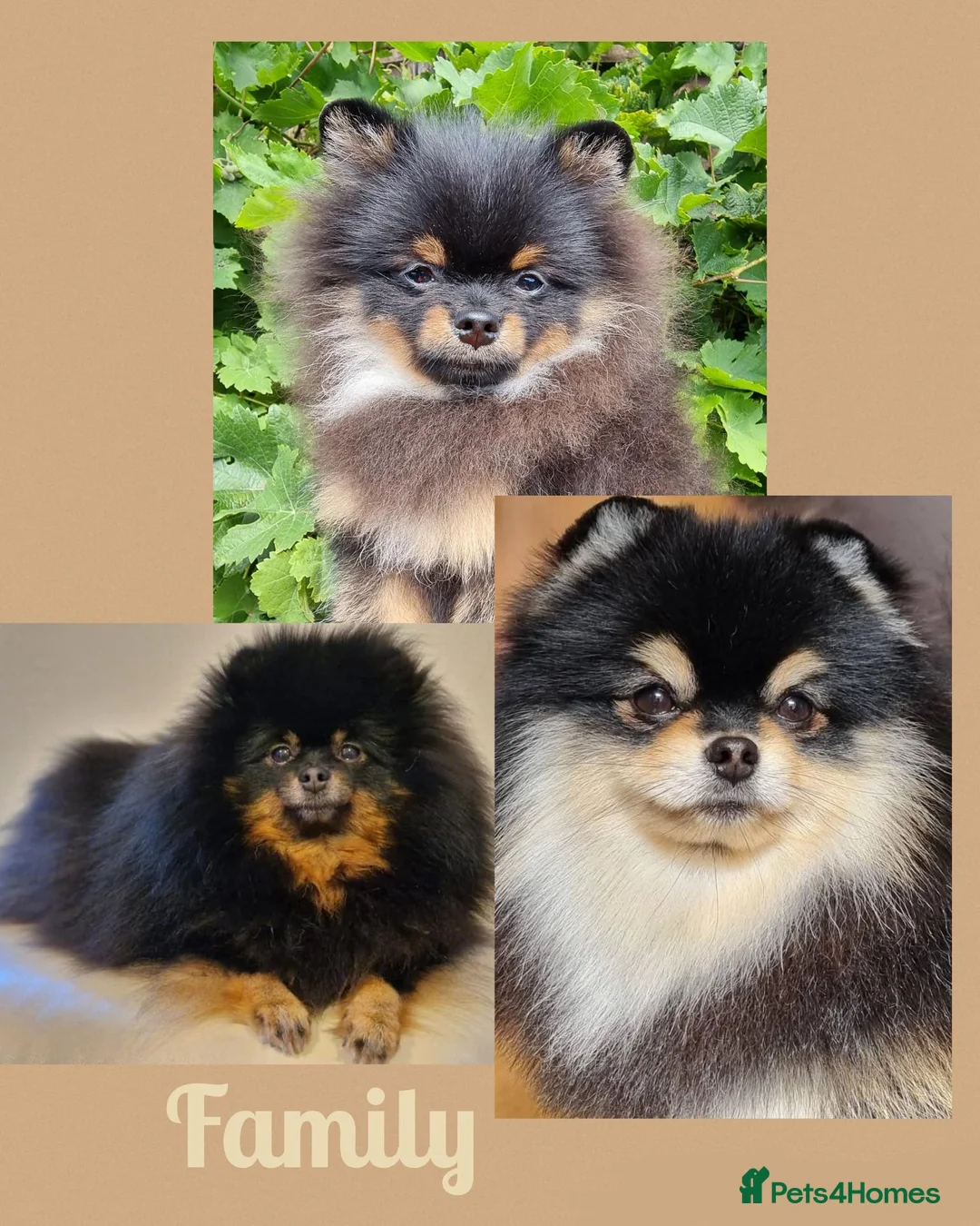 Pomeranian dogs for sale: Luxury Pomeranian Puppies for sale!!! - Advert 14