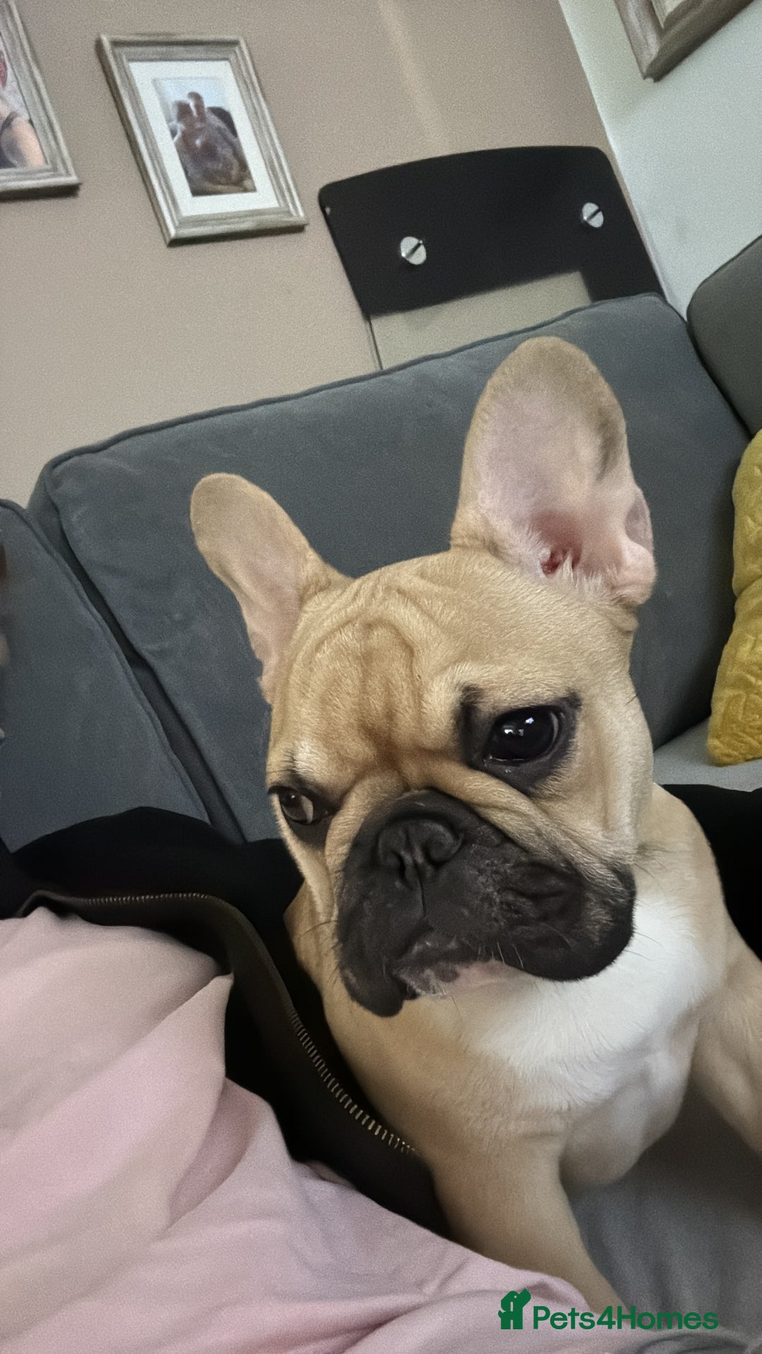 French Bulldog dogs for sale: Brownie  - Advert 4