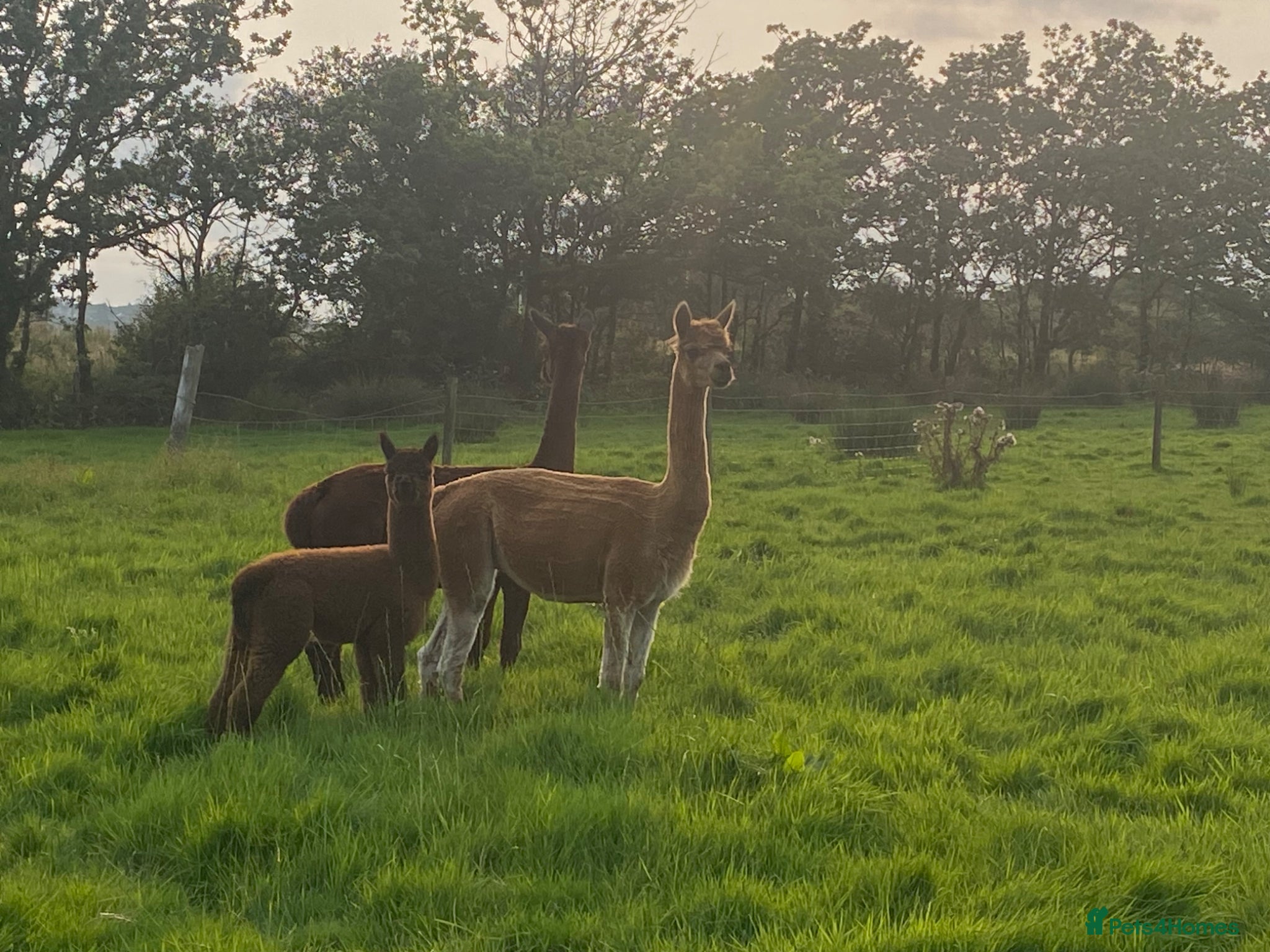 Alpaca livestock Mixture of Alpacas for sale  - Advert 11